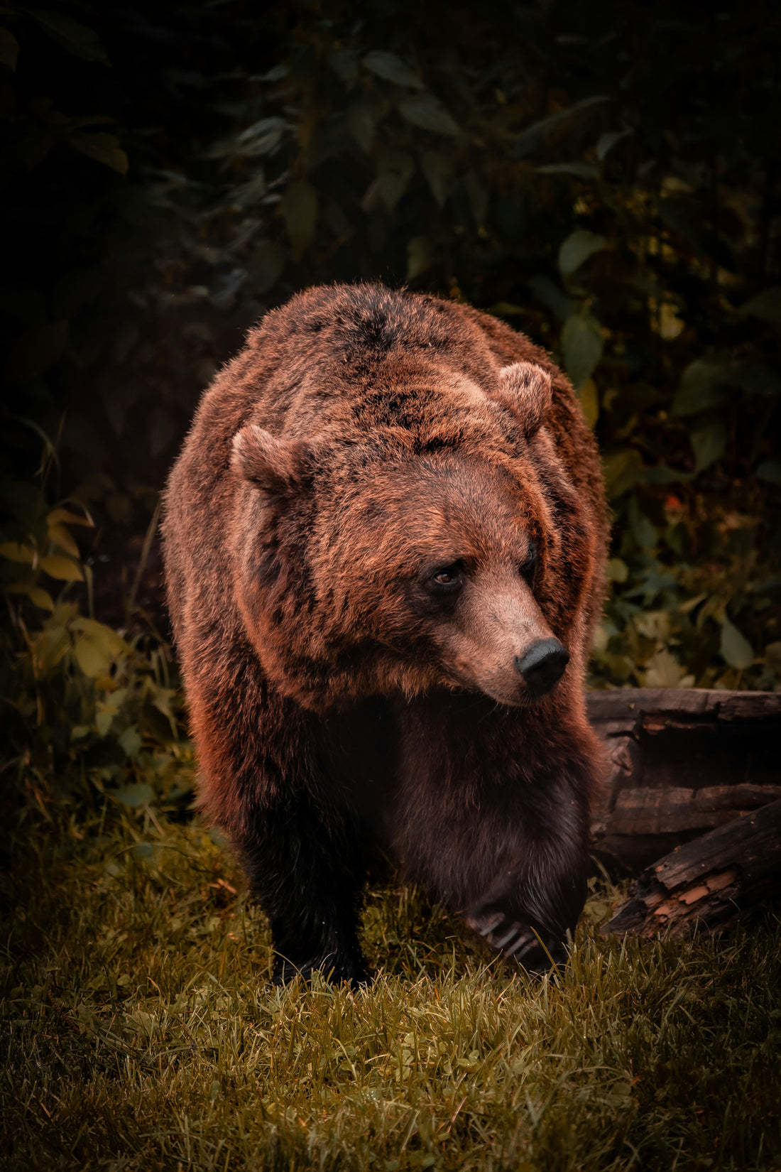 Choosing the Bear: A Growing Conversation about the Safety of Women